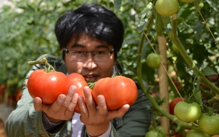 Cà chua Lâm Đồng bị vạ lây vì cà Trung Quốc