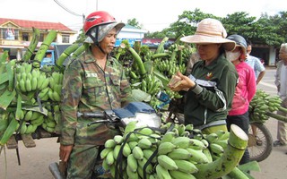 Sang Lào trồng chuối kiếm tiền tỉ