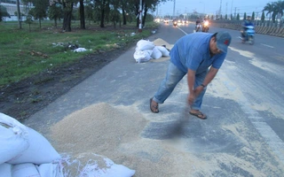 Không xảy ra "hôi của" khi hàng trăm bao thức ăn gia súc rơi xuống đường