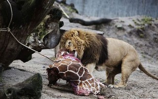 Vườn thú xả thịt hươu con cho sư tử ăn!