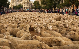 2.000 con cừu "tuần hành" ở Madrid