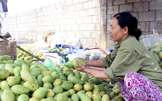 Nhà vườn méo mặt vì 3 kg xoài= 1 kg rau muống