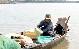 Mùa cá trên hồ Trị An