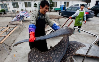 Nhiều nước cấm săn cá mập hiếm, Trung Quốc vẫn vô tư
