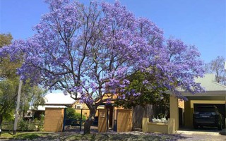 Phượng tím Australia đẹp tuyệt qua ống kính du học sinh Việt