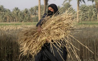 IS kiểm soát “bao tử” ở Iraq