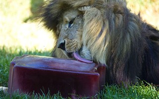 Úc: Nắng nướng chín thịt, sư tử ăn kem máu giải nhiệt