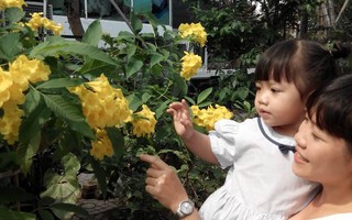 Rộn ràng  Xóm Nhà Lá đón Xuân