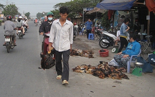 Gà nhiễm cúm lên bàn nhậu