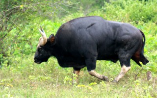 Phú Yên: Xuất hiện 2 con bò tót