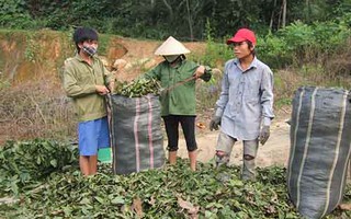 Bộ trưởng Công Thương: Thương lái Trung Quốc “giảm mạnh”!