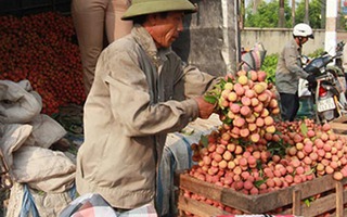 Cay đắng mùa vải