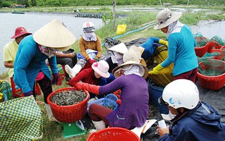 Đau đầu với hàng dỏm và thương lái Trung Quốc