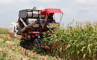 Nông dân mua cổ phiếu và đại gia “chăn bò”