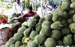 Tiền Giang: Sầu riêng đạt giá kỷ lục