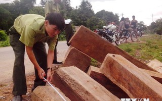 Quảng Trị: Thu giữ gần 5,5m3 gỗ lậu vận chuyển trái phép