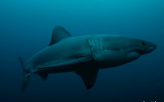 “Quái vật khổng lồ” ăn thịt cá mập trắng dài gần 3m