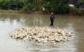 Chủ động phòng chống cúm gia cầm