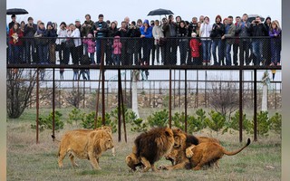 50 con sư tử kẹt giữa xung đột Nga - Ukraine