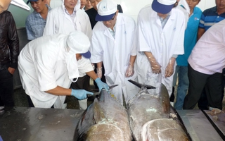 7 con cá ngừ đại dương xuất sang Nhật bị đánh giá thấp