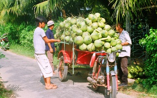 Người trồng dừa miền Tây kiếm bộn tiền ăn Tết