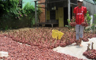 Sát Tết, hành tím Vĩnh Châu hút hàng, sốt giá