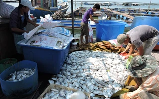 Vụ cá chết ở Long Sơn: Thiệt hại ban đầu 5,3 tỉ đồng