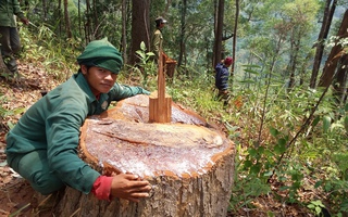 Vụ dân vây bắt lâm tặc: Ban quản lý rừng biết vẫn tỉnh bơ