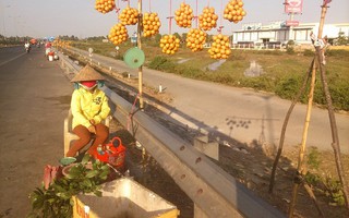 Thanh trà trúng mùa, nhà vườn đổ xô ra cầu Cần Thơ chào bán