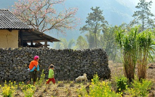 Tưng bừng mùa Tết Nguyên đán 2015: Lữ hành Saigontourist phục vụ hơn 23.000 du khách