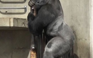 Phụ nữ Nhật điên đảo vì khỉ đột “đẹp trai”