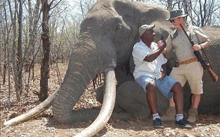 Thợ săn Đức bắn chết con voi lớn nhất châu Phi