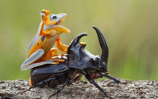 Ngộ nghĩnh ếch thích cưỡi bọ hung
