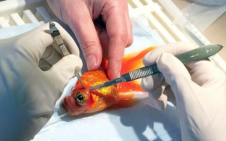 Cận cảnh phẫu thuật cắt khối u trong mắt cá vàng