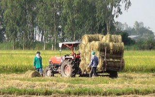 Bỏ túi tiền triệu mỗi ngày nhờ nghề mua ... rơm