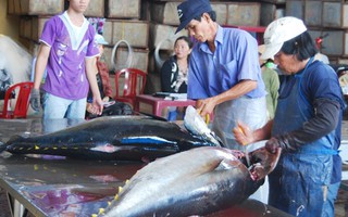 Vì sao cá ngừ Nhật Bản đắt gấp 10 lần cá Việt Nam?
