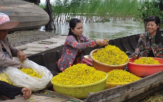 Bông điên điển nghịch mùa