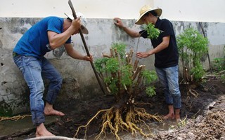 Săn lùng đinh lăng bán cho nhà giàu