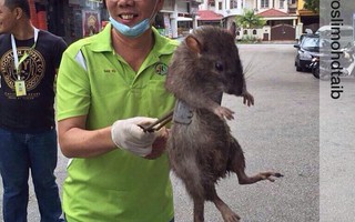 Chuột to bằng mèo gây bão mạng xã hội Singapore
