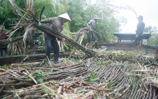 Nhà máy đường lại lo “đói” mía