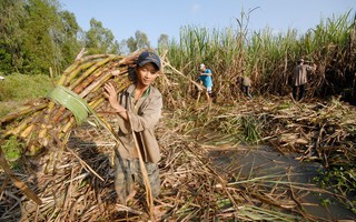 Nguy cơ phá sản, Hiệp hội mía đường tiếp tục kêu cứu