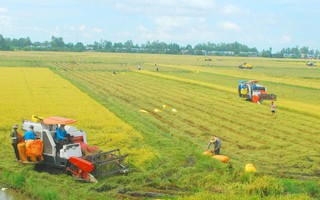 Cánh đồng mẫu lớn... chưa lớn!