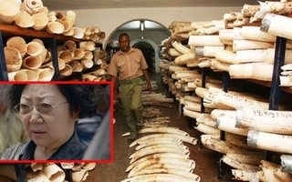 Tanzania bắt “nữ vương ngà voi” Trung Quốc