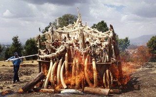 Malawi thiêu hủy kho ngà voi đắt nhất thế giới