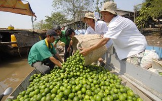 Giá chanh không hạt tăng cao