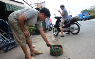 “Đinh tặc” lại tung hoành ven Sài Gòn