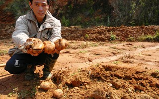 Lâm Đồng: Nông dân “khóc ròng” vì bùn đỏ đổ về
