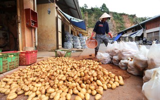 Khoai tây Trung Quốc lại được vào chợ Đà Lạt