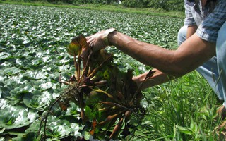 Củ ấu mang lại lợi nhuận cao