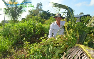 Chiêm ngưỡng cây dừa ra đọt như "rồng bay, phượng múa"